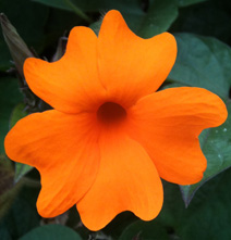 orange flower
