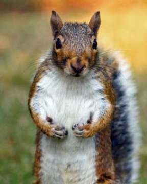 squirrel