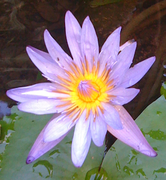 lotus